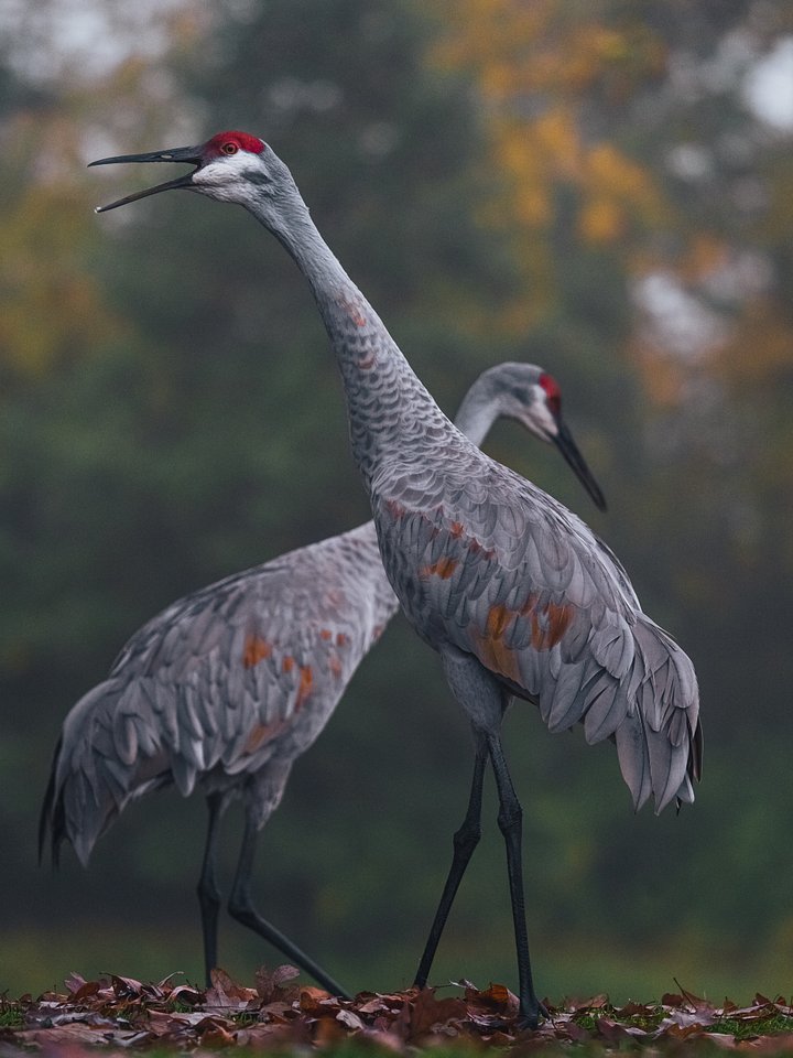 Sandhill Cranes product image (1)