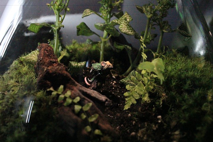 Terrarium Commissions (UK) product image (1)