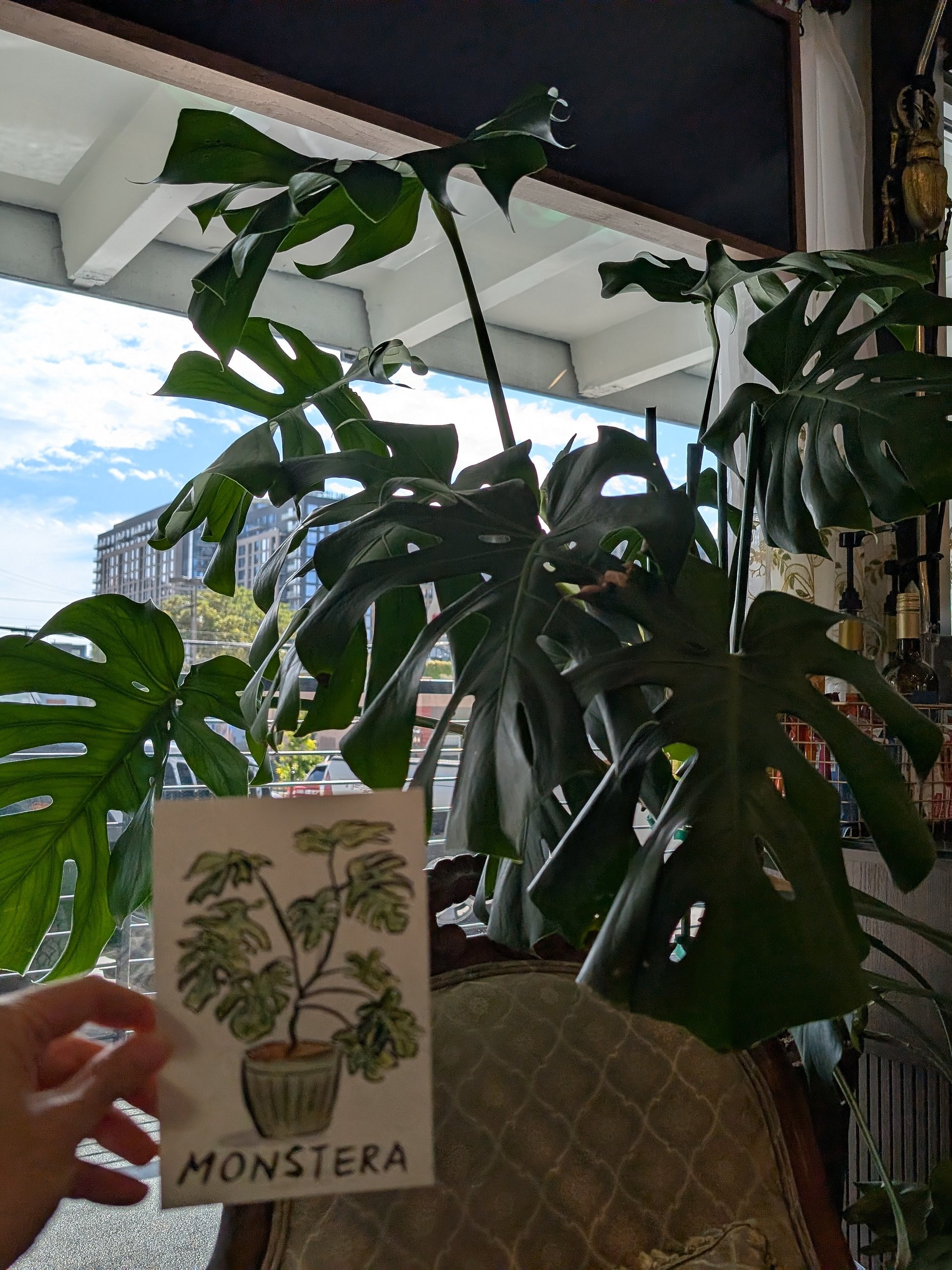 Monstera product image (2)