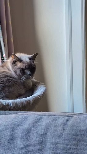 Sir Scruff 

#romeo #adoptdontshop #catsofinstagram #scruffy #seniorcat