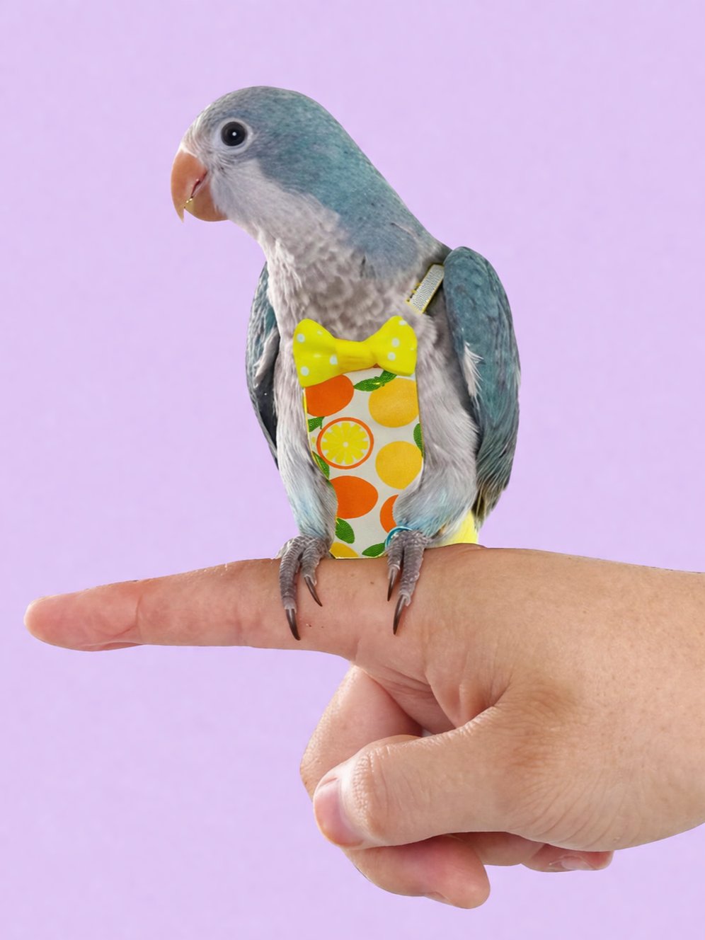 Diapers for Birds product image (3)