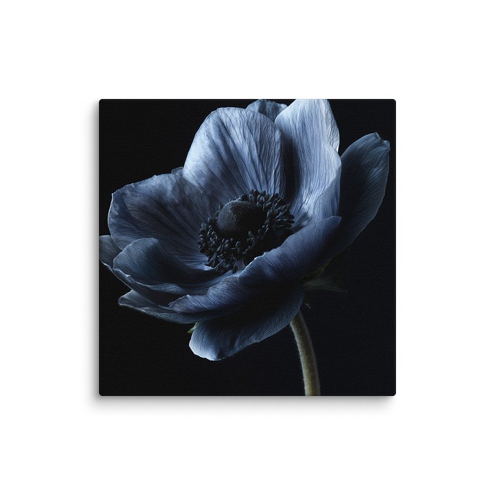Black Field | Nocturne Anemone IV - Canvas product image (1)