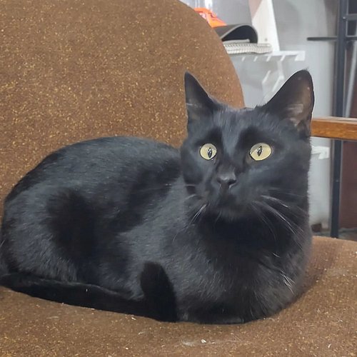 Panther

#cats #catsofinstagram