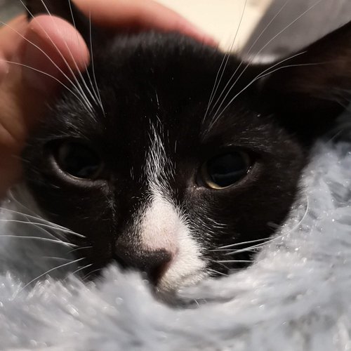 Get yourself someone that looks at you like this cat does