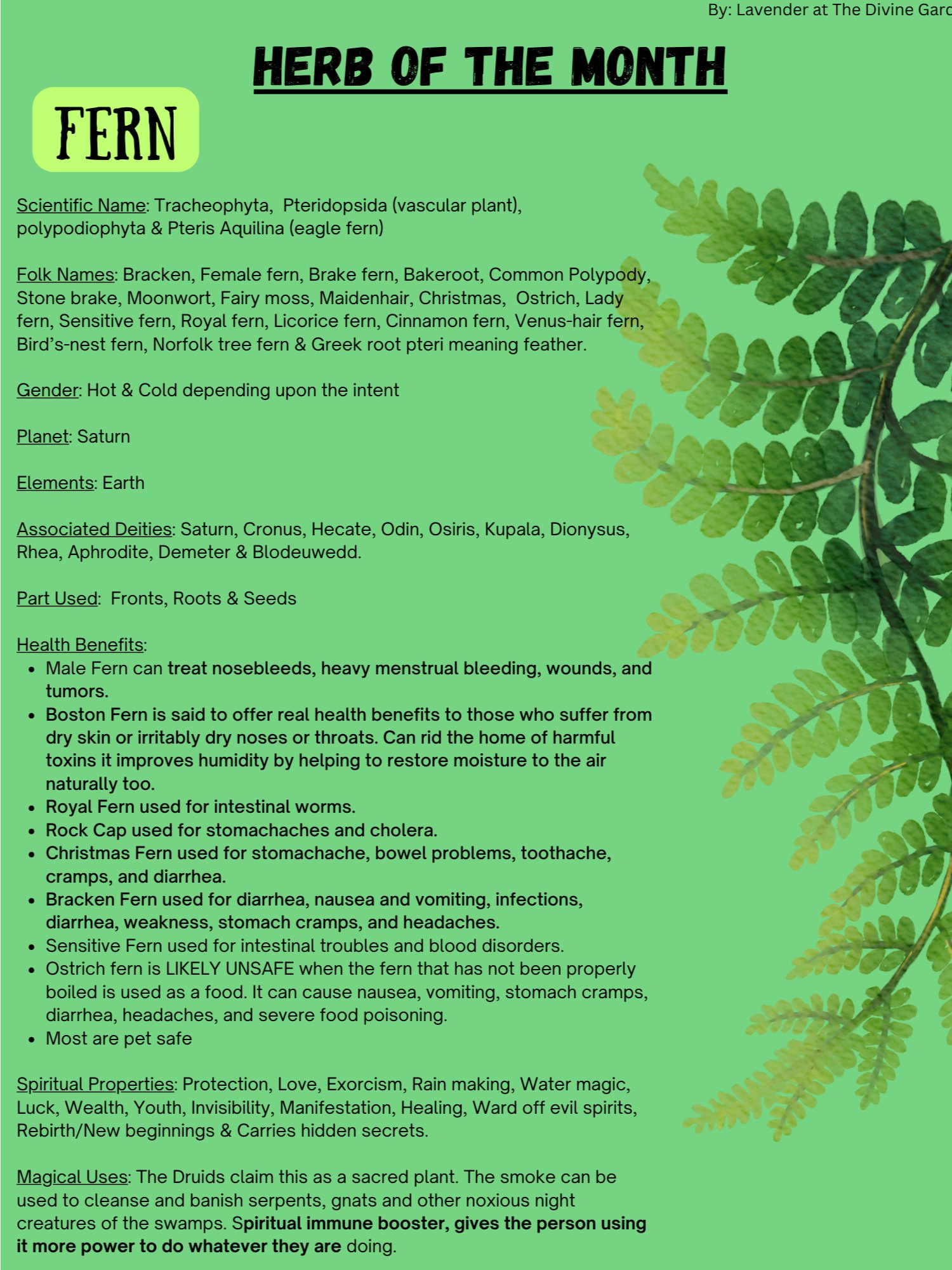 Fern product image (1)