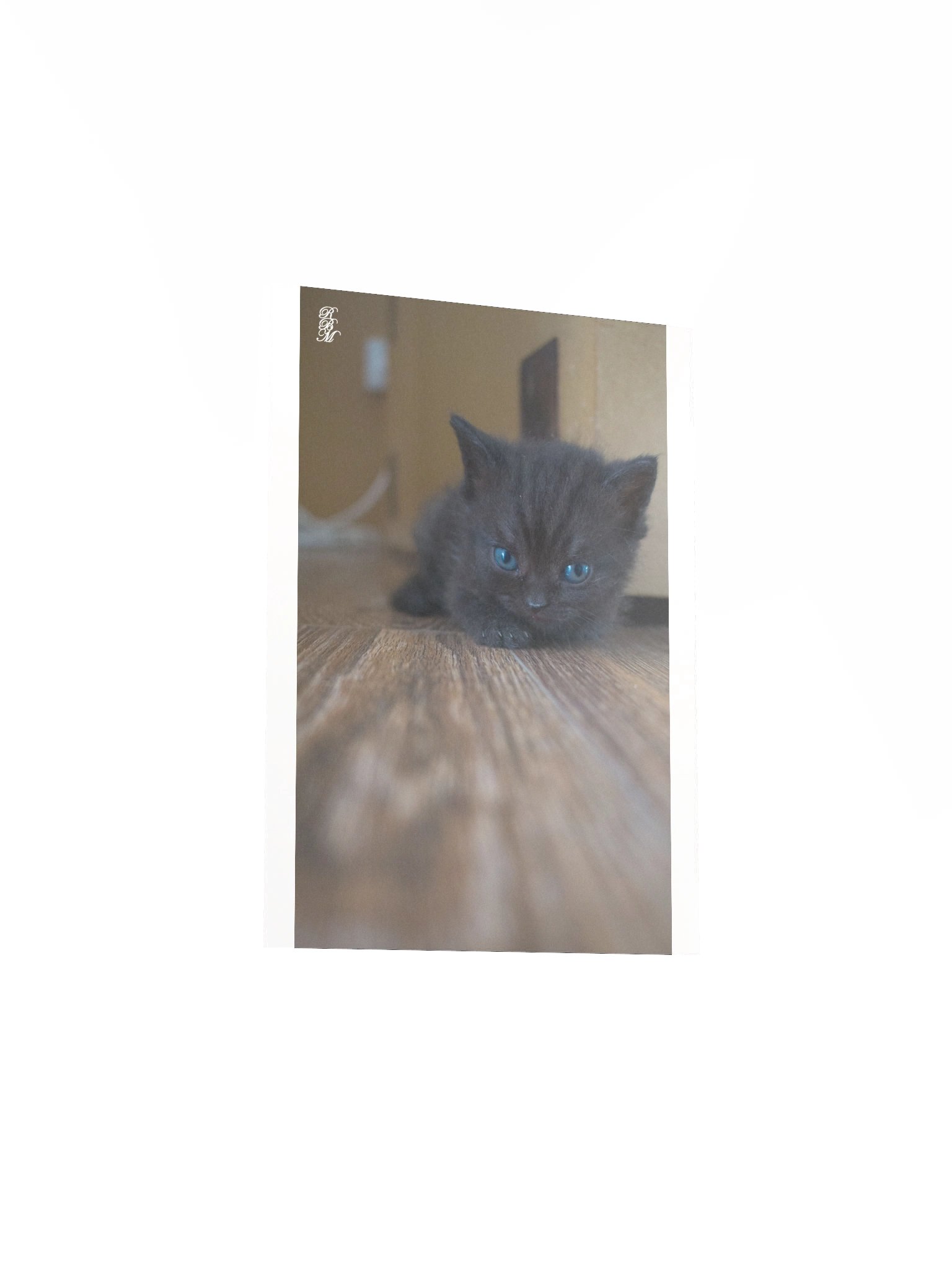 Black Kitten product image (15)