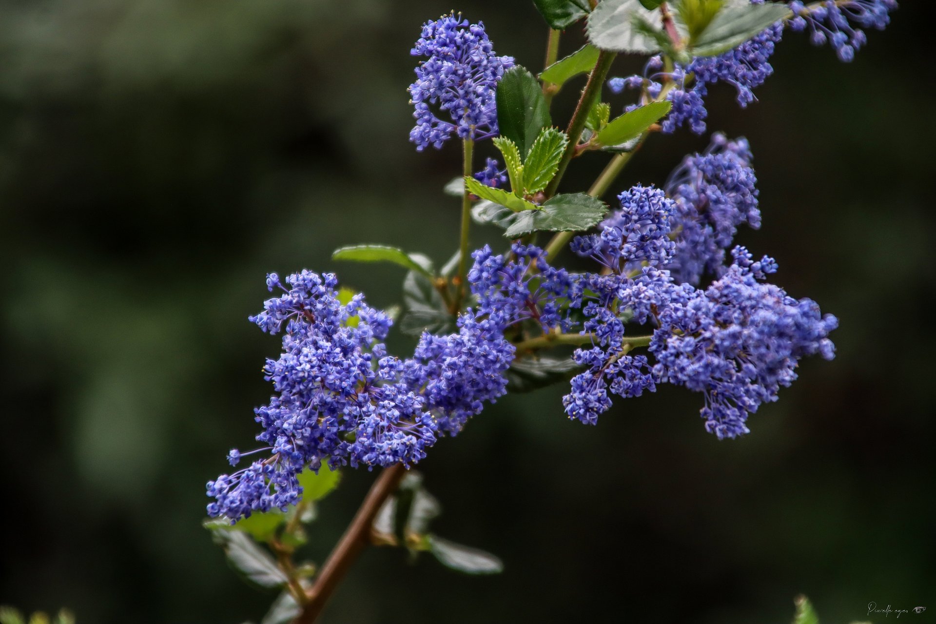 🌸 Fine Art – The Whisper of Blue Sparks product image (1)