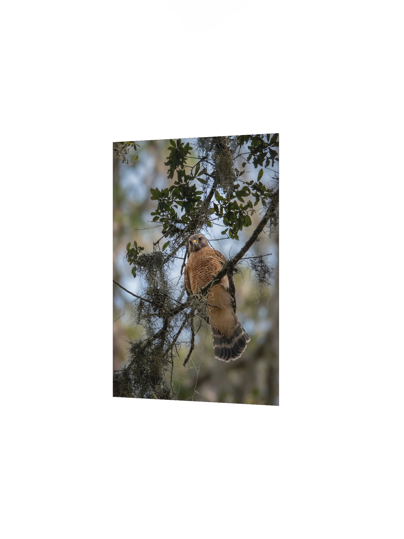 Red-Shouldered Hawk Perch product image (2)