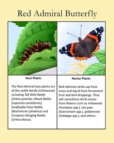 The new generations of Red Admirals should be making their spring migration north soon. We should be seeing them in Nova Scot...
