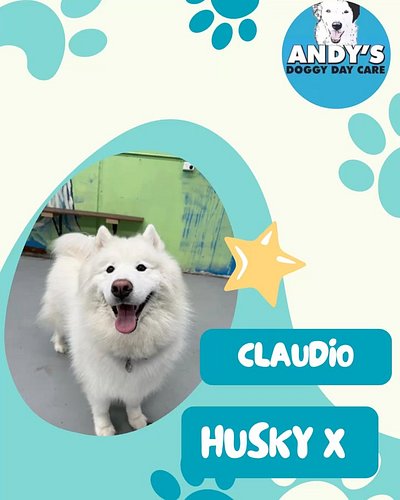 DOG OF THE WEEK 🐾🏆
This week’s Dog of the Week award goes to none other than Claudio the Husky x! Claudio usually joins us 3 ...