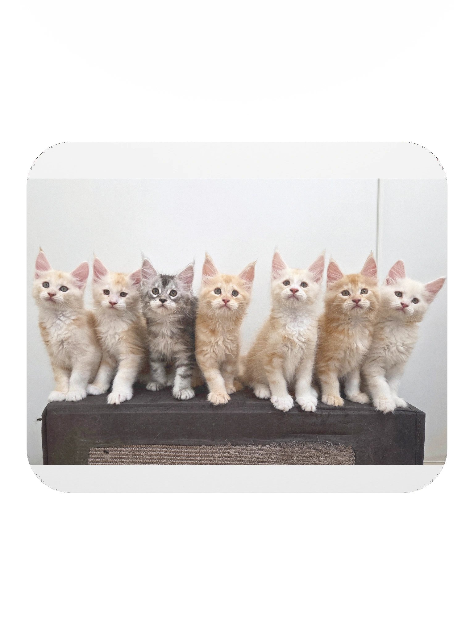 Freya's Kittens - Mouse Pad product image (2)