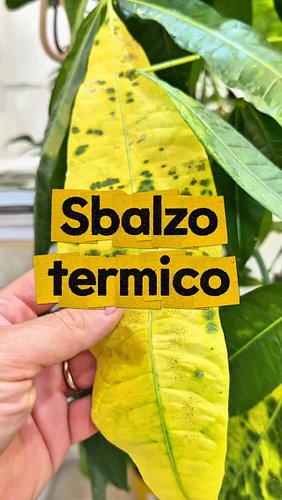 Somatizza così 🪴🍂

🌡️ Aveva fatto la stessa identica cosa quell’inverno in cui per un weekend il riscaldamento non era andato...