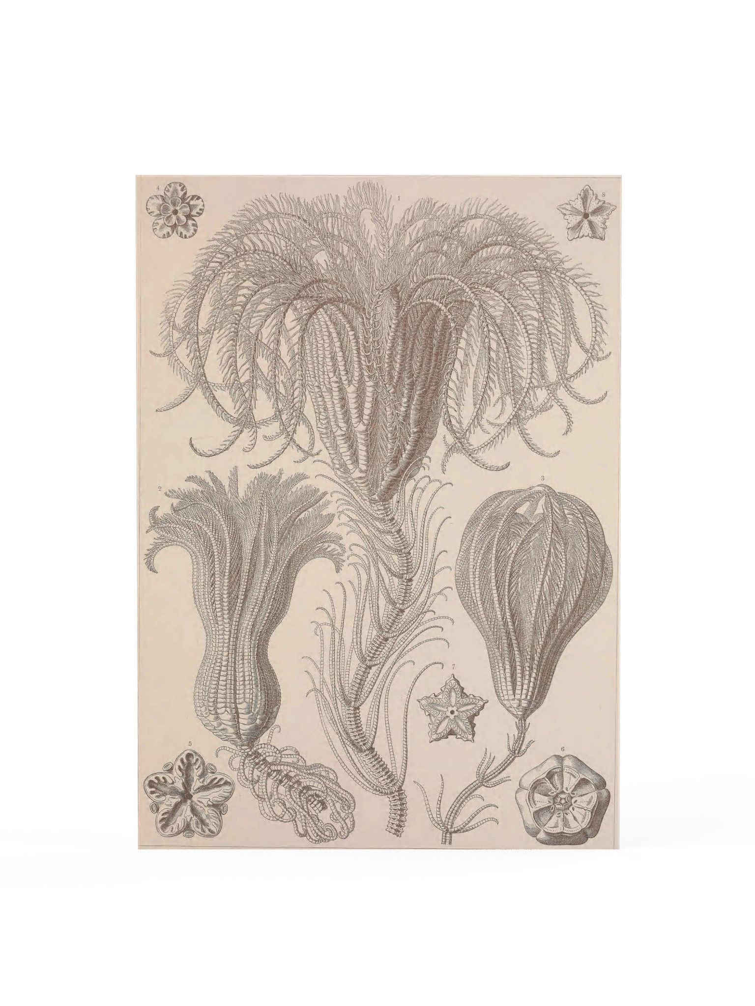 Crinoidea, Plate 20 – Haeckel Poster product image (1)
