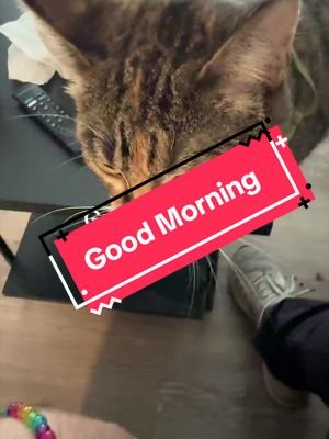 Every morning is the same. #goodmorning #pridemonth #twitchstreamer #smolivethecat #lgbt 
