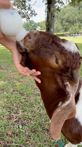 Buck Norris’ last bottle. #goatlife #countryliving #farmlife #swgeorgia #sogachaos
