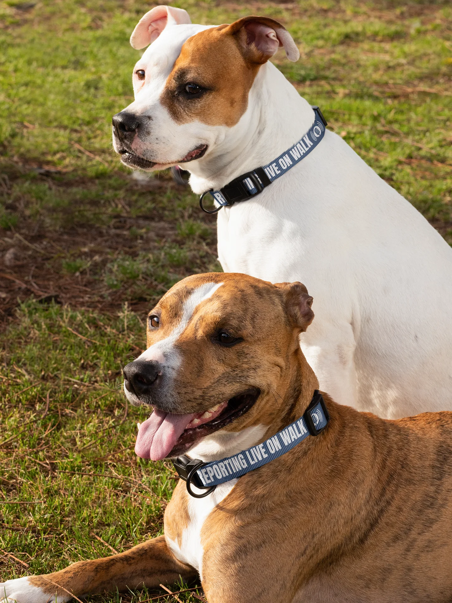 Reporting Live On Walk Dog Collar product image (7)