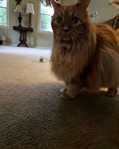 The cats of Tavern Heroes! Meet Phoebe, the cat of Nate, cast member behind Alistair.