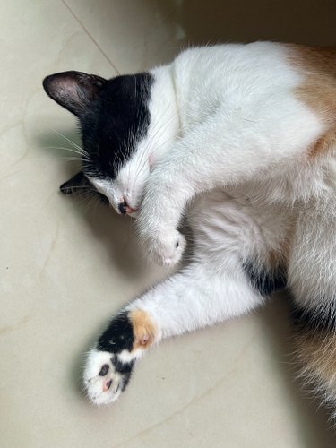 Catty being adorable without even trying. 

Hope you are having a lovely day.