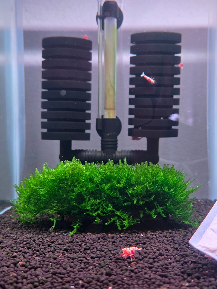 WEEPING MOSS ( 1 PORTION) product image (1)