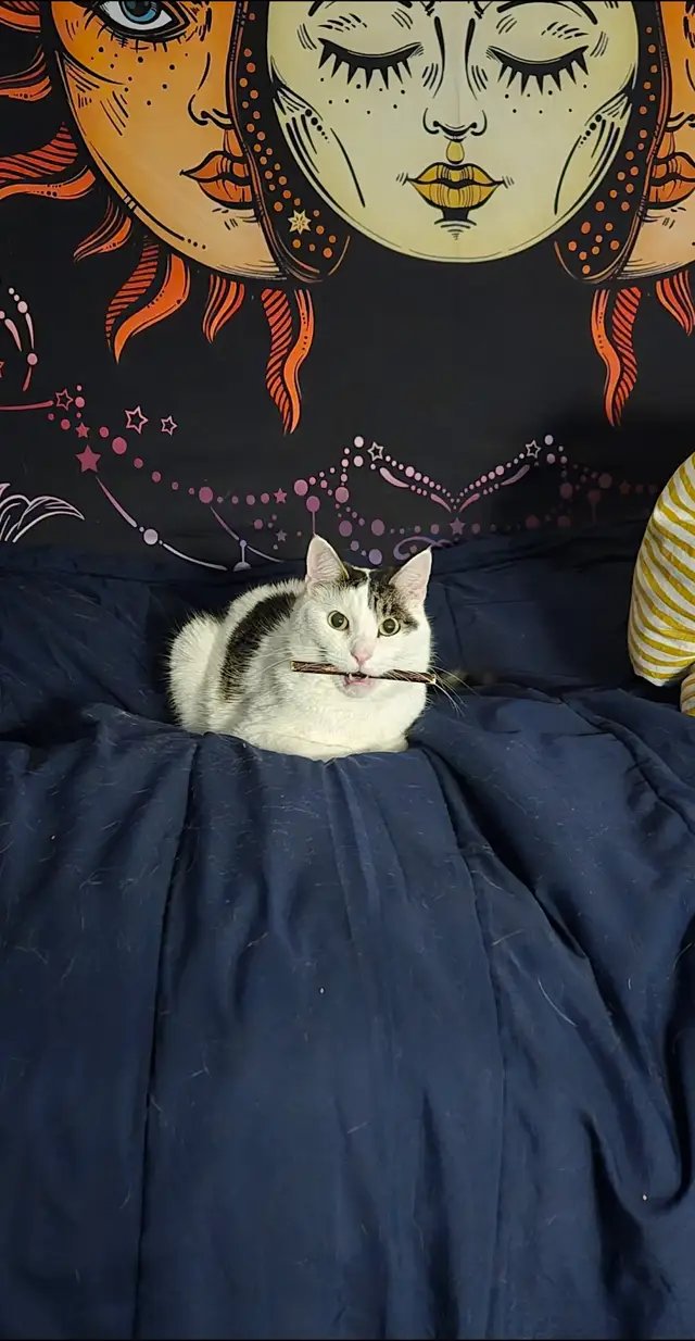 do you think he's aware of how stinking cute and precious he is #catsoftiktok #cattok #cat #catdad #cats 