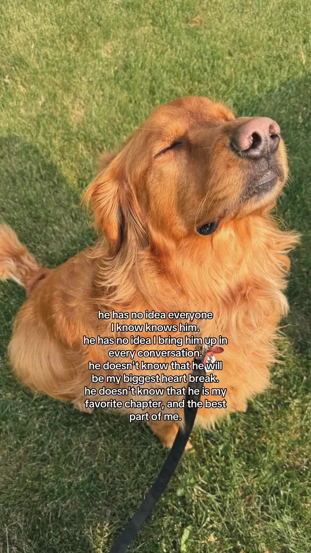 thank god you were put on earth to be mine. 🐾 #goldenretriever #dogmama