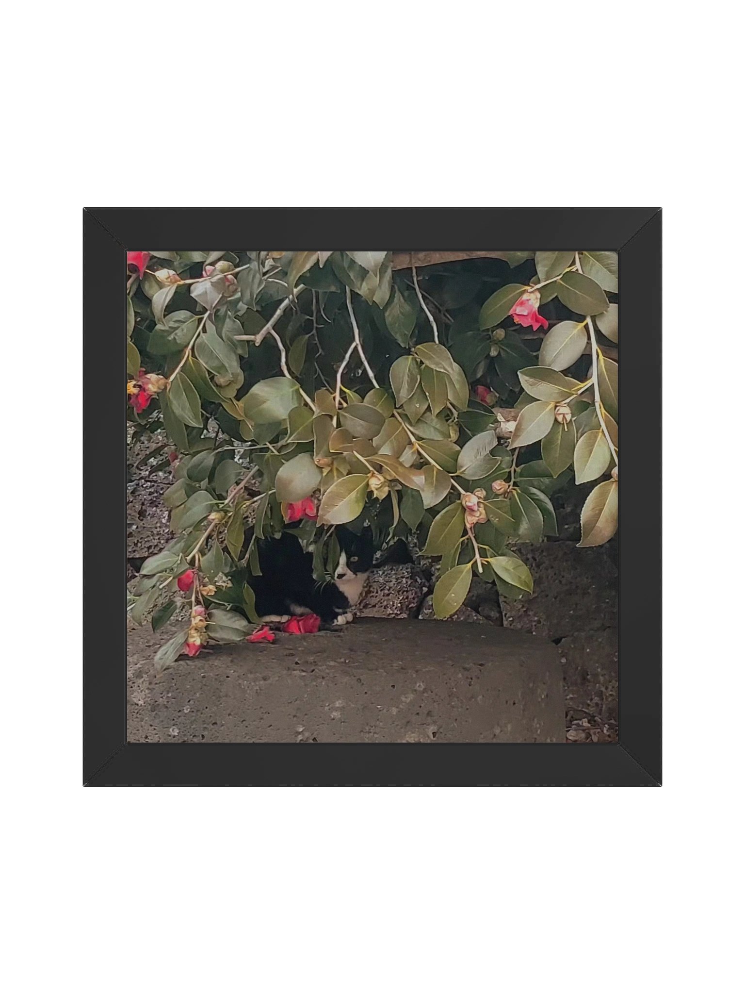 Camellia product image (1)