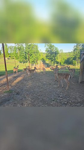 Checking on 'Lieutenant Dan' the Fawn! So Cute!
Join us on a heartwarming journey checking on adorable fawns, including Lieut...