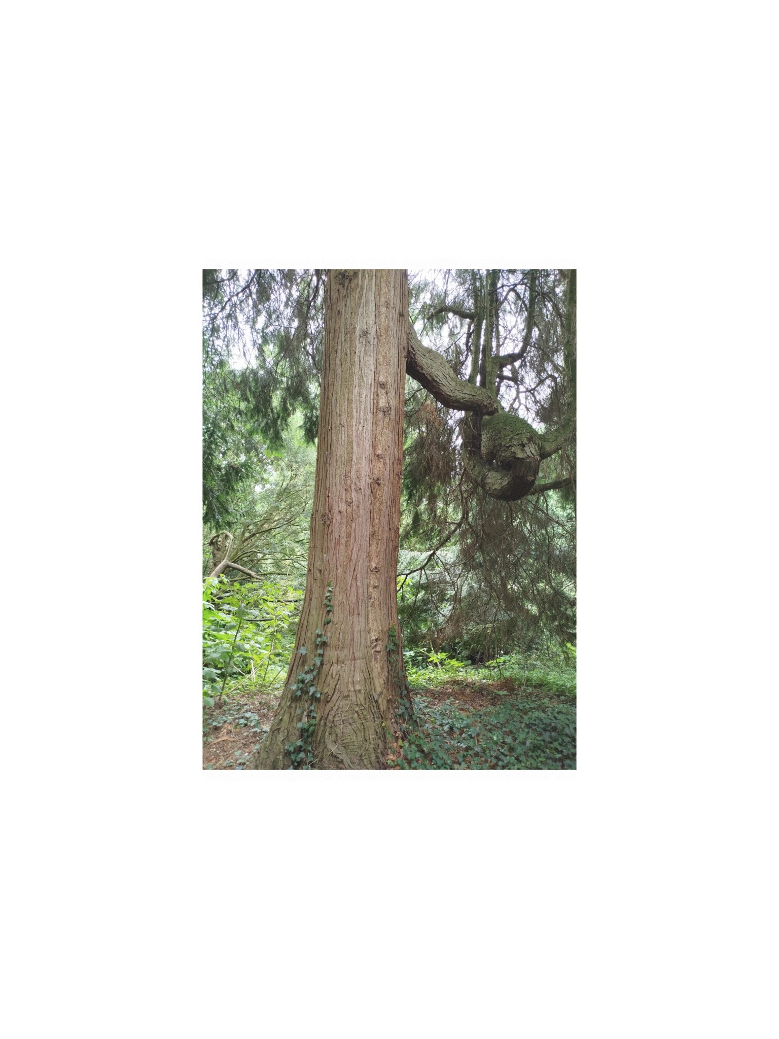 Tree trunk wall art print product image (1)