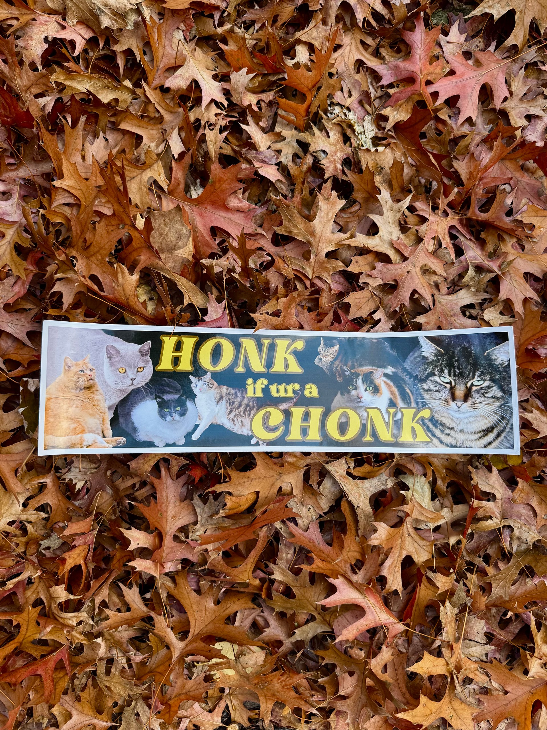 Honk if ur a chonk large bumper sticker product image (1)