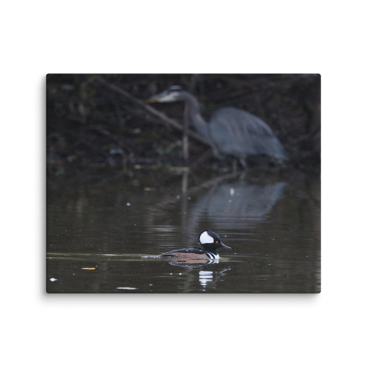 Hunters- Hooded Merganser and Great Blue Heron product image (6)