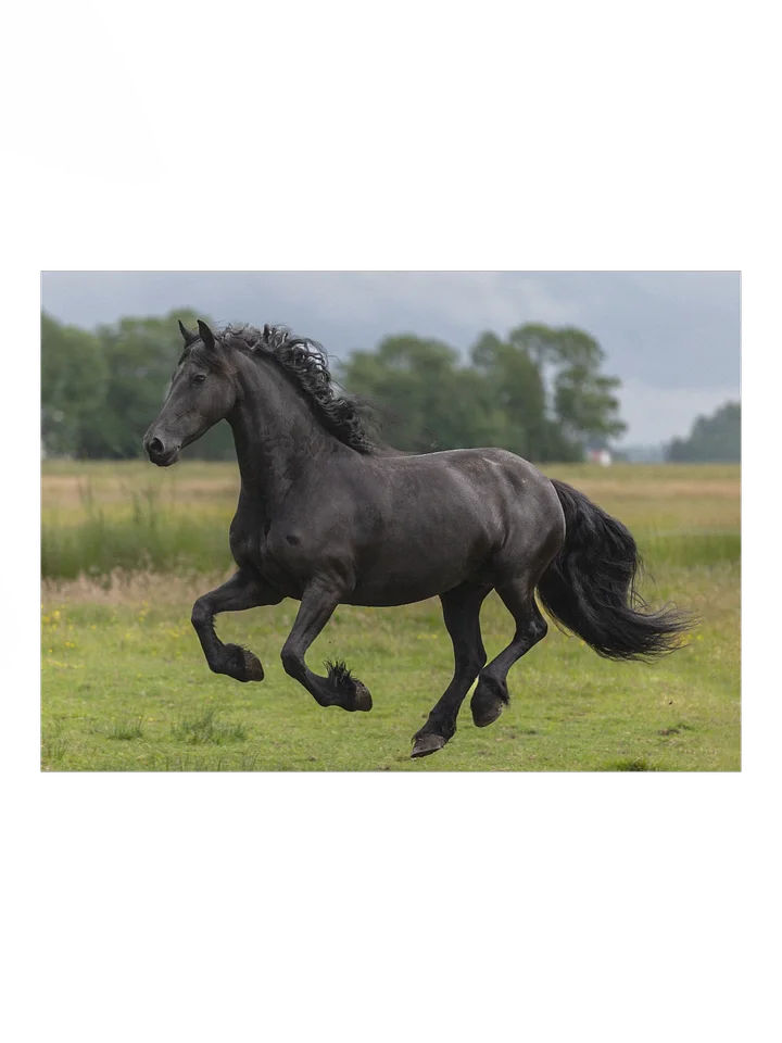Friesian horses Saly product image (1)