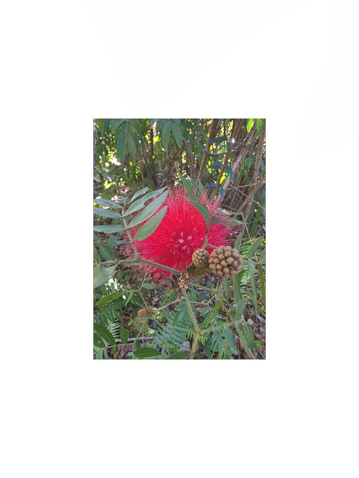 The Crimson Burst: Red Powderpuff product image (1)