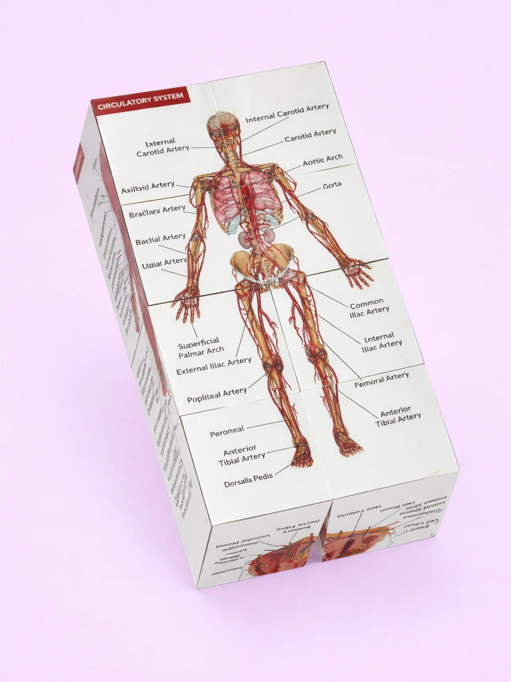 Anatomy Study Cubes (Feline & Human) product image (7)