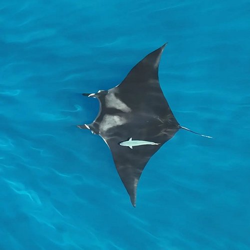 World Ocean Day is just around the corner.. how are you going to celebrate?
We'll be celebrating by having a couple of cheeky...