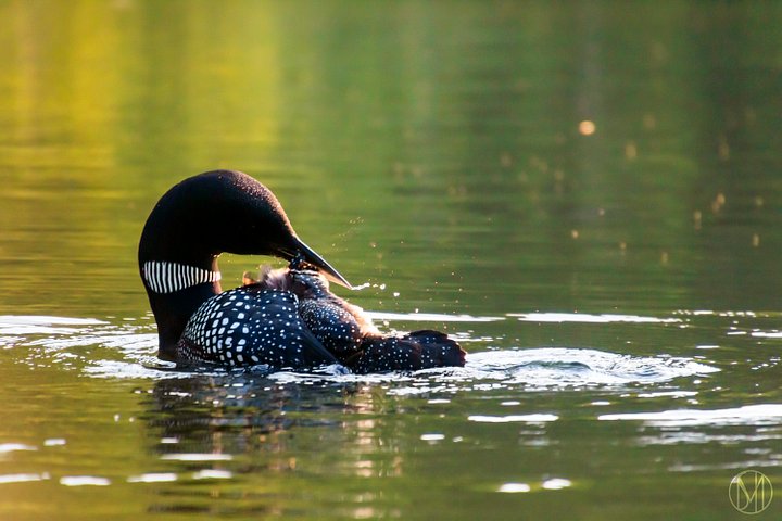 Preening (B) Print product image (1)