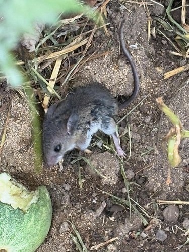 Poor mouse 😔