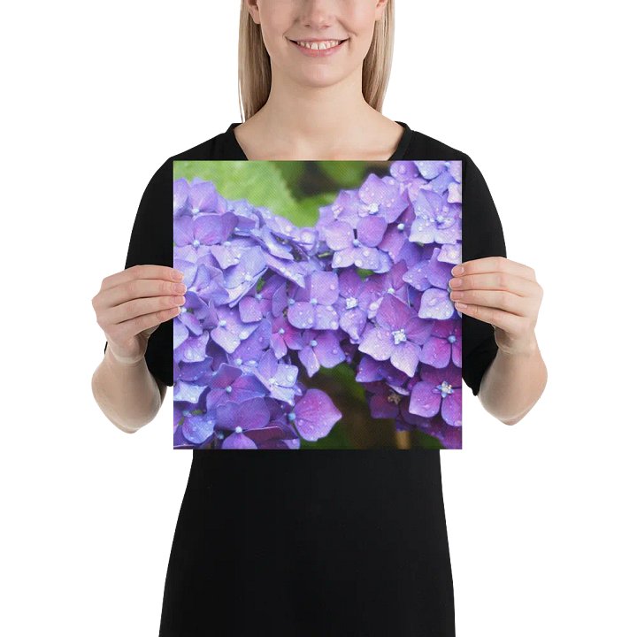 Hydrangeas product image (2)