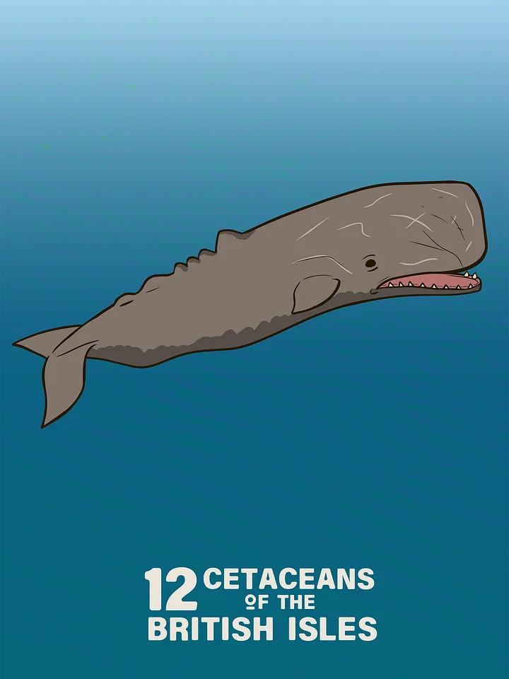 12 Cetaceans of the British Isles product image (2)