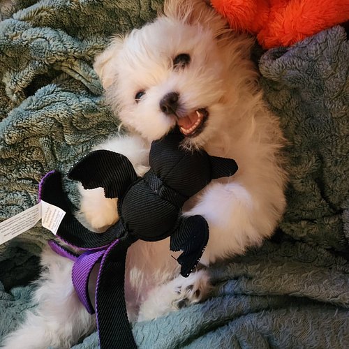Meet my newest family member! His name is Mikey and he's just the cutest little baby ever 😍

#puppylife #puppylove #shihtzu #...