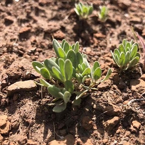 2026 Spring in Central Oregon Overnight
for Columbines Alumni
Wednesday-Thursday, May 20-21, 2026

This overnight field trip,...