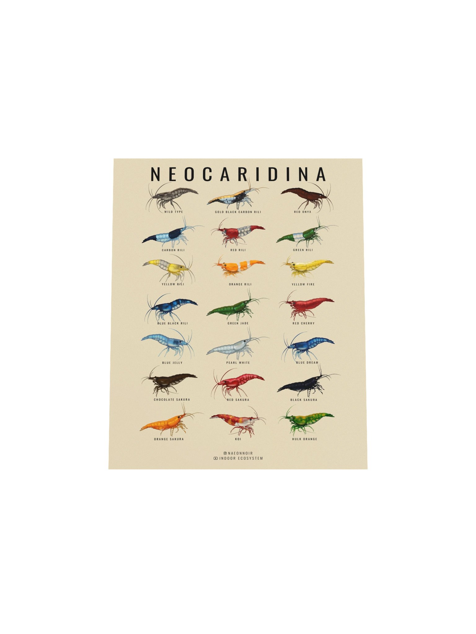 NEOCARIDINA SHRIMP POSTER (CREAM) product image (4)