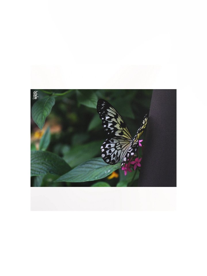 A Yellow Butterfly on Pink Flowers product image (1)