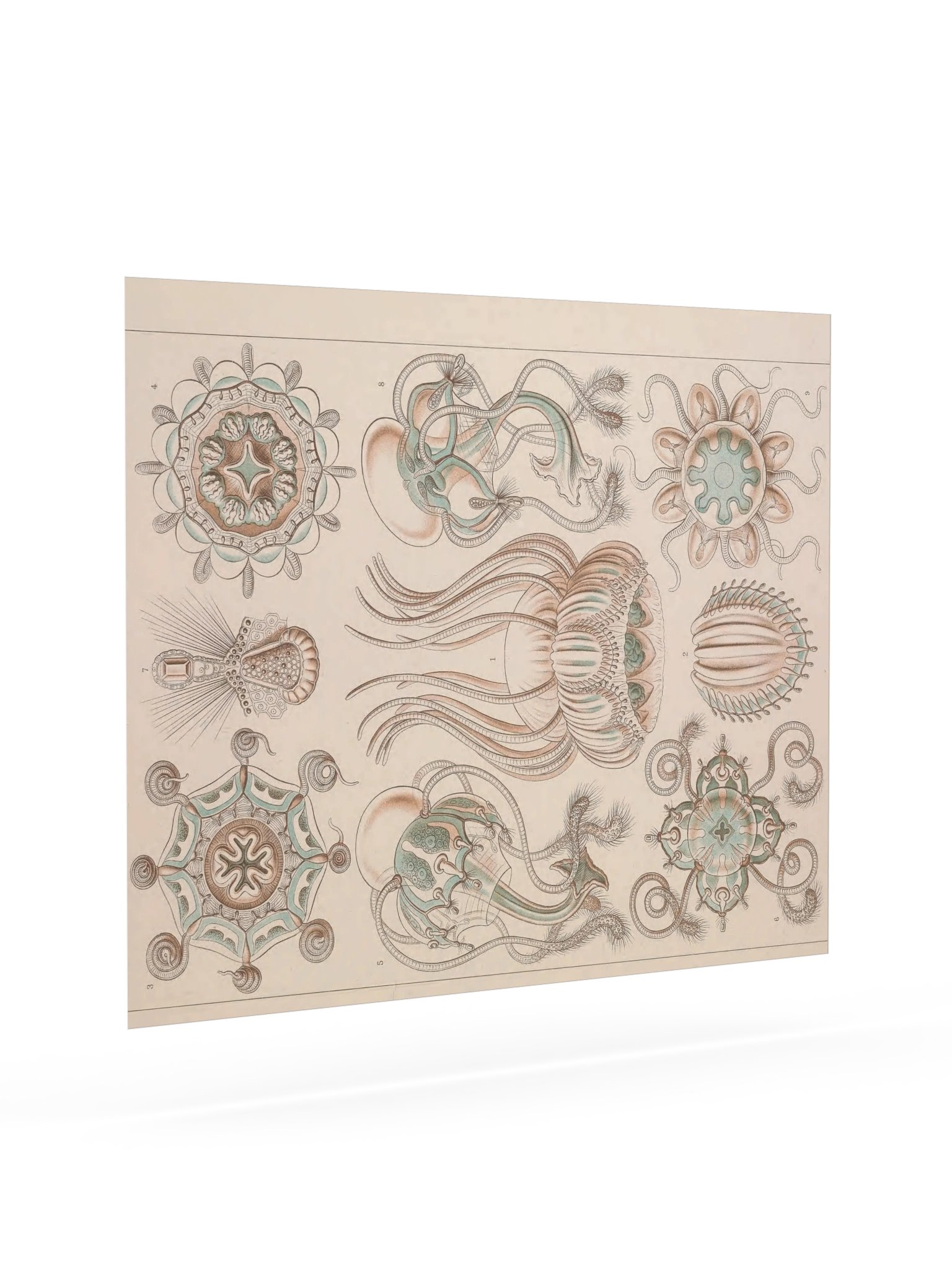 Narcomedusae, Plate 16 – Haeckel Poster product image (7)