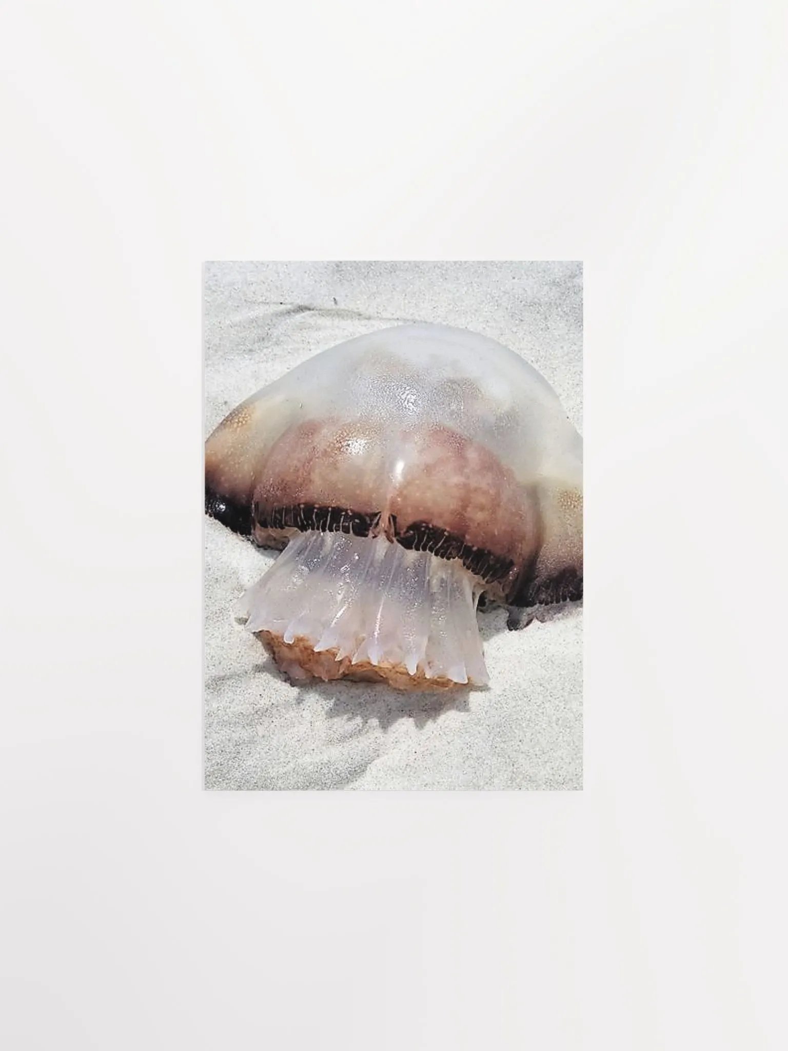 Jellyfish product image (2)