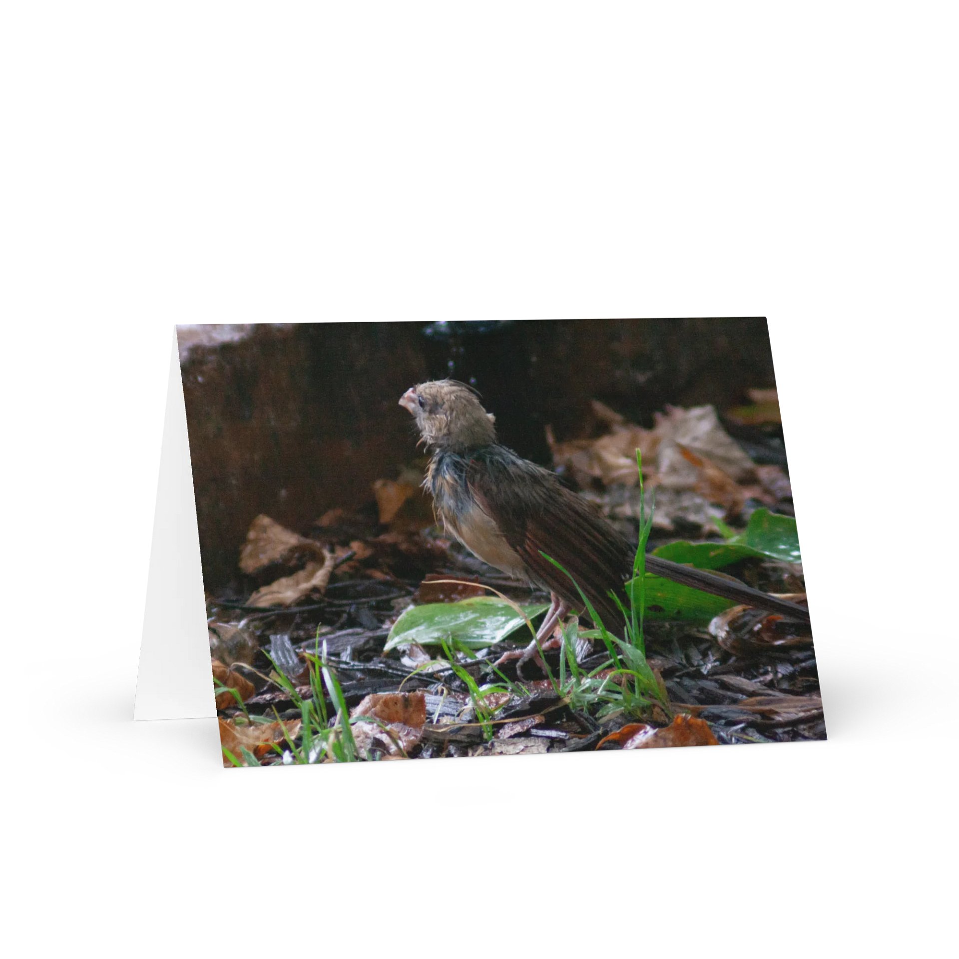 Rainy Day Bird Greeting Card product image (1)