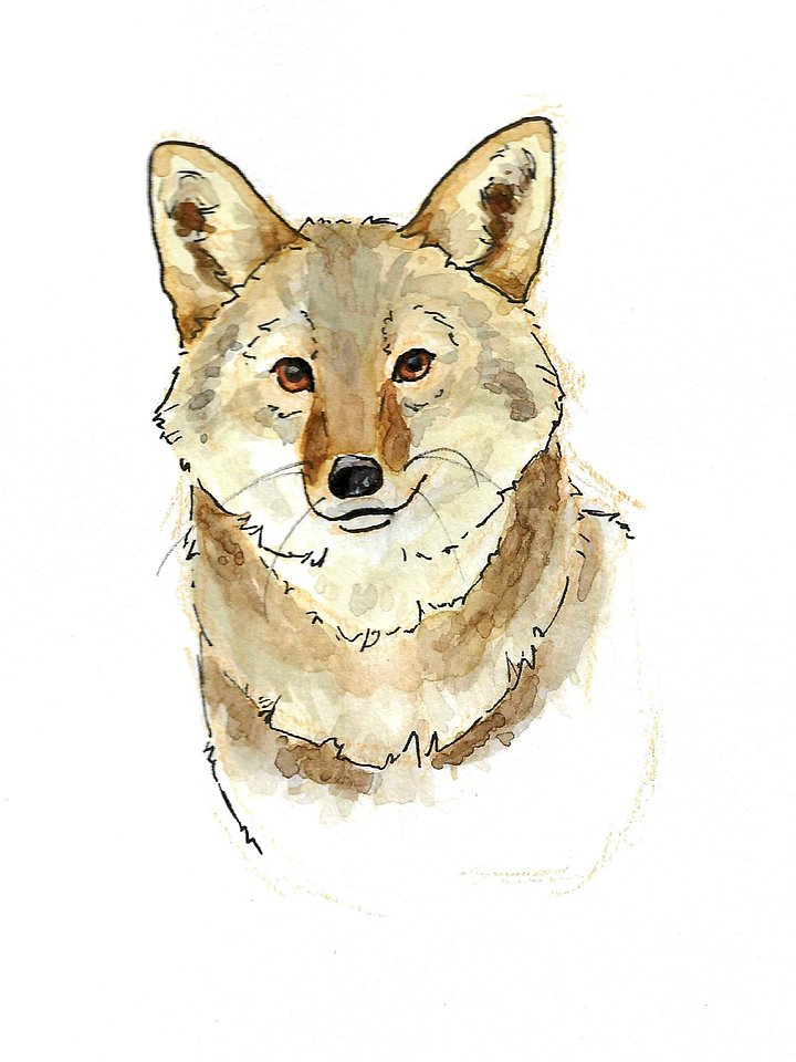 Watercolor Coyote - Digital Image File Download product image (1)