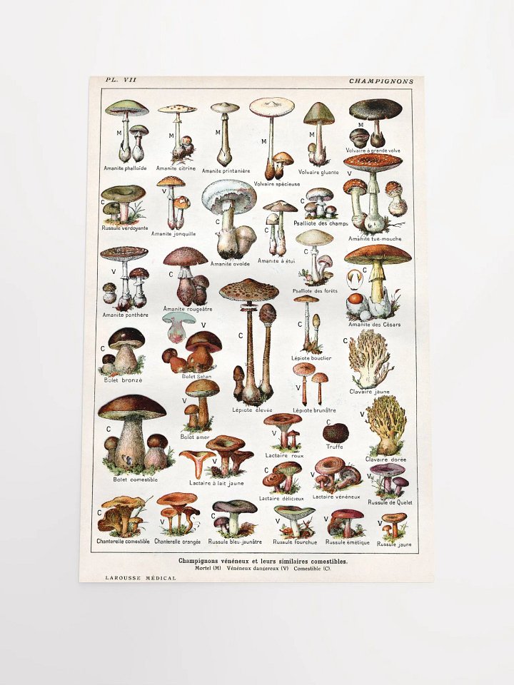 French Mushroom Chart Poster product image (1)