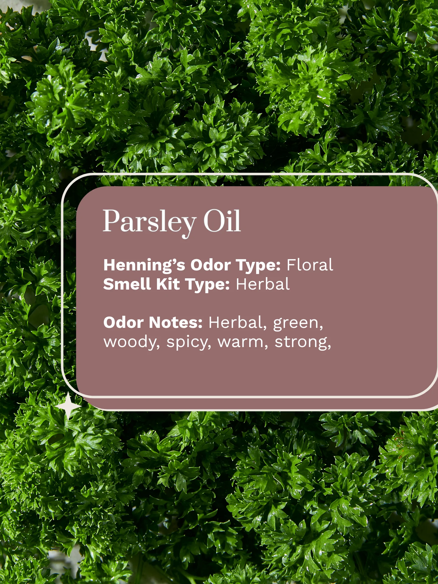 Olfaria Smell Training Kit | Set 5 | 5 Single-Note Essential Oils | Olfactory Training / Smell Loss product image (2)