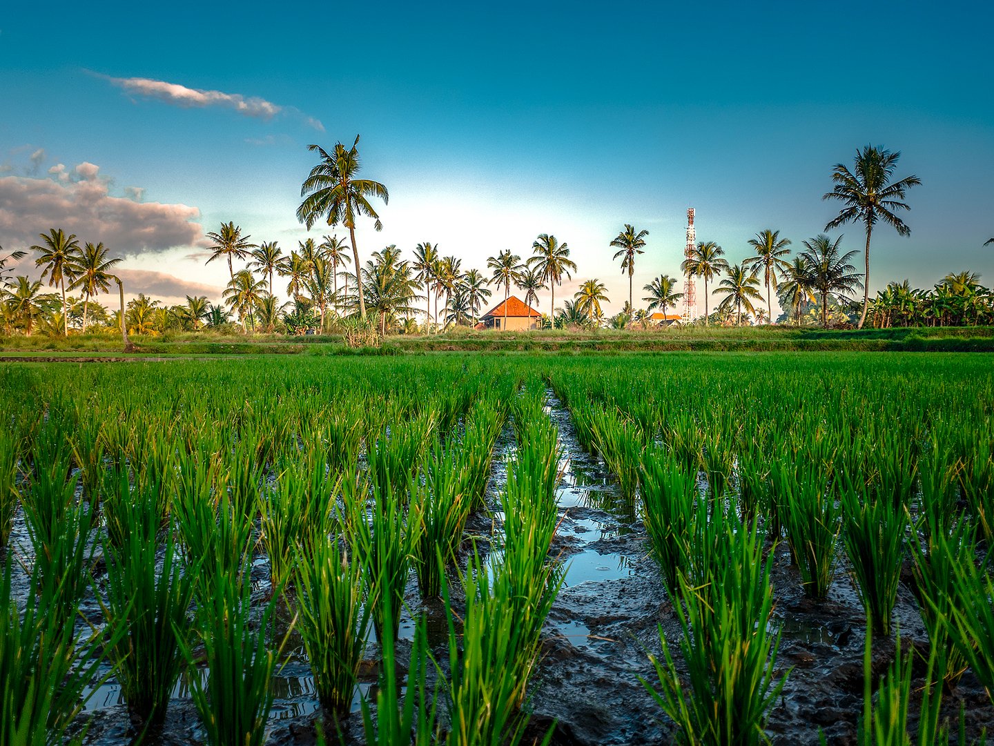 Green rice field in Ubud, Bali