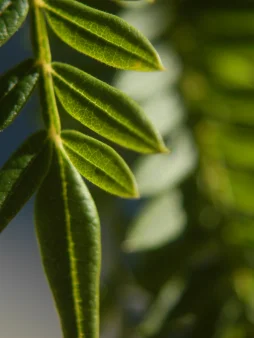 Jacaranda Leaves Digital Wallpaper Set product image (3)